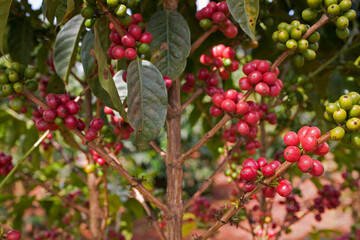 Arabica Coffee Beans, Ruira, Kenya, Africa