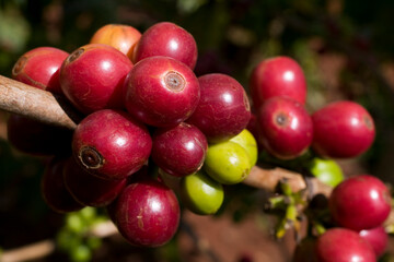 Arabica Coffee Beans, Ruira, Kenya, Africa