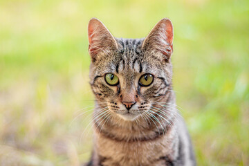 The tabby cat is lying in the grass. House cat on a walk. Beautiful cat for the cover. The range of the animal.