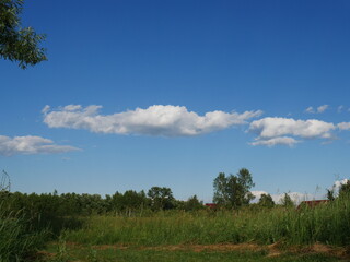 Fototapeta na wymiar blue sky and white clouds and a tree top