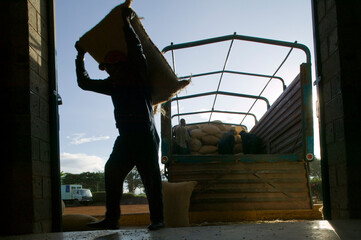 Plantation Workman Inside Coffee Sorting Plant, Ruira, Kenya, Af