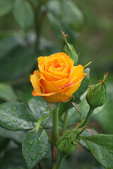 Close-up of a fresh yellow rose in the garden after the rain