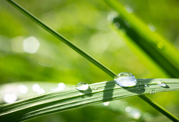 Drops of dew on the grass on a summer morning