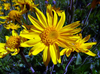 Fleurs jaunes montagne