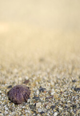 Holiday in Spain. picture on the beach