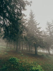 High pines in the misty forest. Mysterious atmosphere in the lonely woods. 
