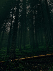 Old pine trees standing in the dark foggy forest. Walking in the misty woods. A fallen tree in the pine forest. 