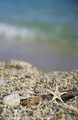 Starfish shell, sand and sea in the background