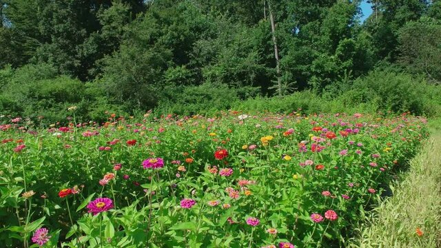 Zinnias in a farm field