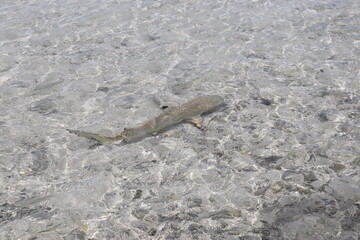 Requin pointe noire, lagon à Rangiroa, Polynésie française