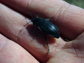 Scarabée noir