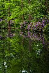 Blossoming rhododendron bushes in the park on the river bank. Flowers and trees are reflected in the water.