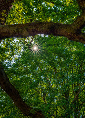 Obraz premium sunstar in the trees 