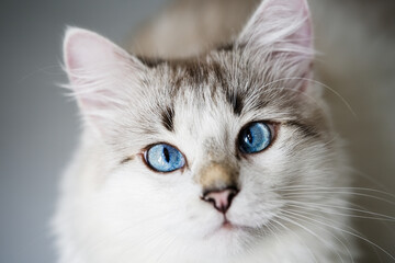 Hungry cat with blue eyes looking and waiting for food   