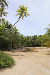 Jungle et plage à Rangiroa, Polynésie française	