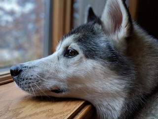 sad Siberian husky dog © David
