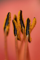 close up of  flower stamen.