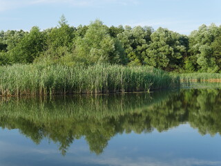 Fototapeta na wymiar river with water vegetation and forest in the distance