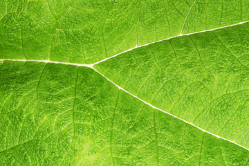 Green leaf texture. Vibrant color nature eco pattern. Leaf vein structure background. Wild growing...