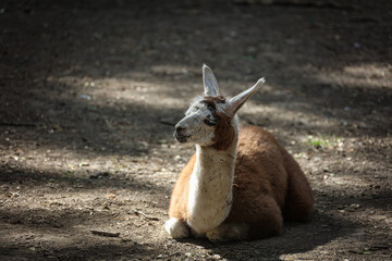baby lama on the ground