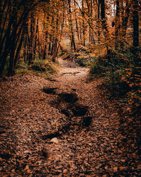 trails in park de chevreuse 