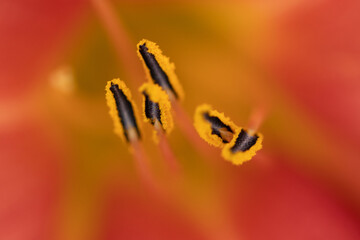 close up of flower stamen
