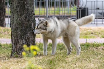 Cute Siberian husky dog walks in the park for a walk. A popular breed of dog. Pets. Sunny day....