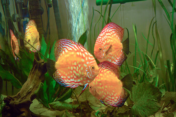 Paletki / Dyskowce - ryby akwariowe © Izabela