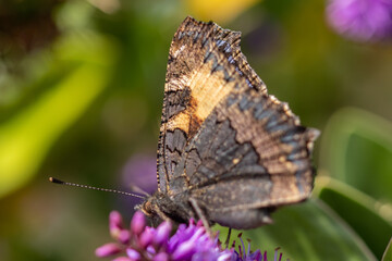 Macro of a butterfly