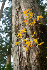 forest wood close up wallpaper background