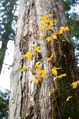 forest wood close up wallpaper background