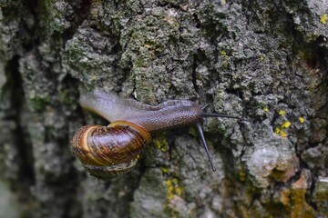 A snail crawls on a tree, slimy gastropod, visible eyes-horns