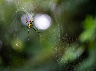 spider on web wallpaper background