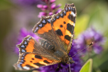 Close up of a butterfly