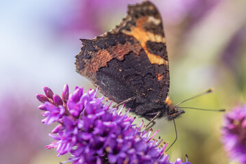 butterfly on flower