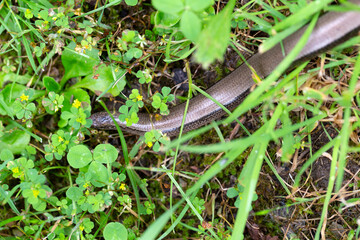 Detail of the Blindworm Fragile (Anguis fragilis) in the Nature