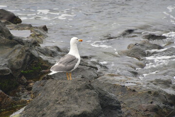 GAVIOTA POSADA EN LAS ROCAS