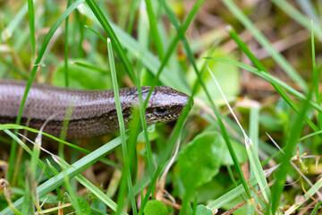 Detail of the Blindworm Fragile (Anguis fragilis) in the Nature