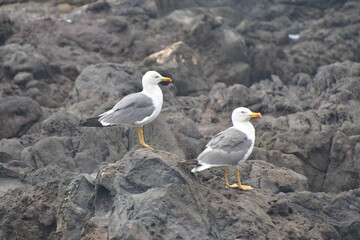 GAVIOTA POSADA EN LAS ROCAS