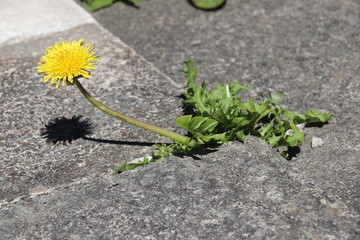 Yellow dandelion plant on concrete pavement 