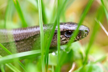Detail of the Blindworm Fragile (Anguis fragilis) in the Nature