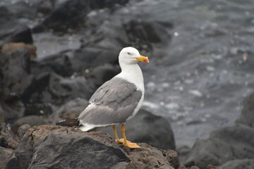 GAVIOTA POSADA EN LAS ROCAS