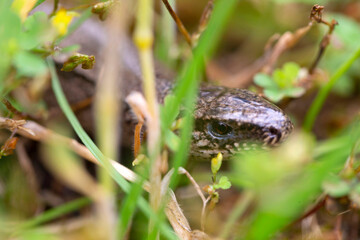 Detail of the Blindworm Fragile (Anguis fragilis) in the Nature