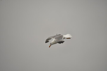 GAVIOTA VOLANDO