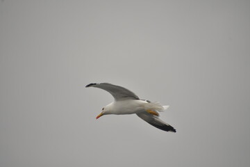 GAVIOTA VOLANDO