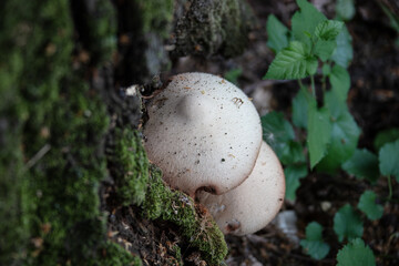 mushrooms in the forest close up