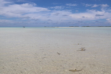 Requins de lagon à Rangiroa, Polynésie française