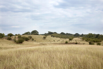 Deliblatska pescara, Special Nature reserve, Serbia. Dunes in Deliblato Sands in Banat, Vojvodina.
