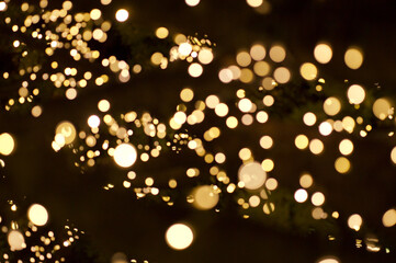 bokeh light around the tree