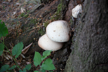 mushrooms in the forest